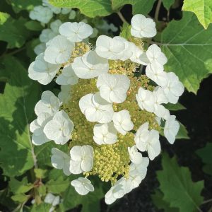Hydrangea Quercifolia – Toy Soldier – #2 Container