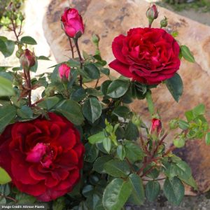 Rose (Hybrid Tea) – True Spirit – #2 Container