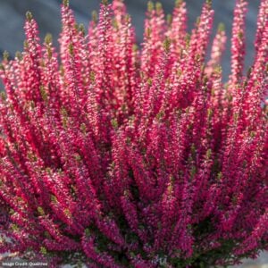 Heather (Calluna Vulgaris) – Beauty Ladies Scarlet – #1 Container