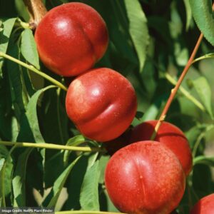 Nectarine – Dwarf Arctic Glo – #7 Container