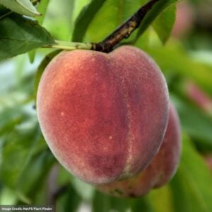 Peach – Semi-Dwarf Contender – #7 Container