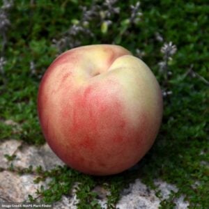 Peach – Dwarf White Lady – #7 Container
