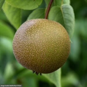 Pear – Dwarf Asian Hosui – #7 Container
