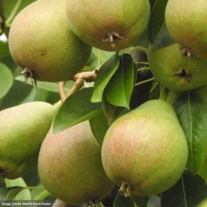 Pear – Dwarf Bartlett – #7 Container