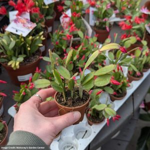 Spring Cactus – Assorted – 2.5″ Pot