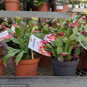 Spring Cactus – Assorted – 4″ Pot