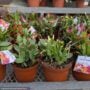 Spring Cactus – Assorted – 6″ Pot
