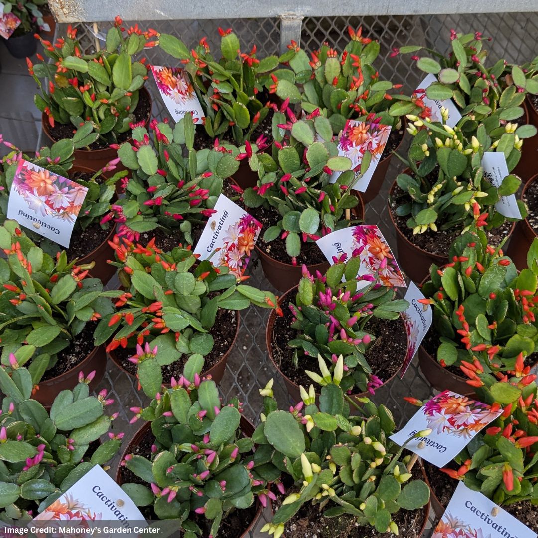 Spring Cactus - Assorted - 6" Pot | Mahoney's Garden Center