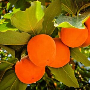 Persimmon – Jiro – #7 Container