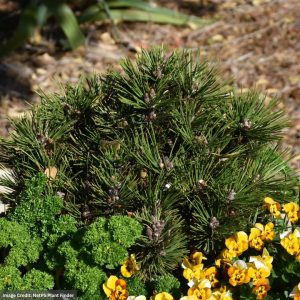 Bosnian Pine – Banderica – #3 Container