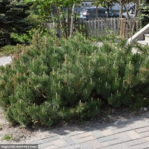 Mugo Pine – Dwarf – #2 Container