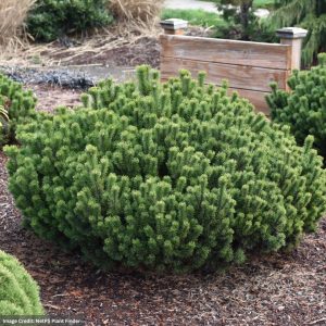 Mugo Pine – Dwarf Slowmound – #1 Container