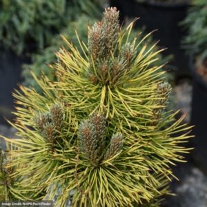 Mugo Pine – Winter Sun – #6 Container
