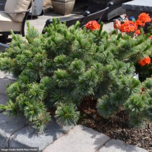 Japanese White Pine – Kinpo – #3 Container