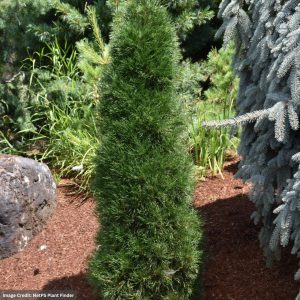 Scotch Pine – Green Penguin – #2 Container