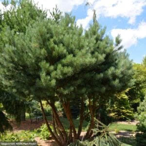 Scotch Pine – Dwarf Walter – #20 Container
