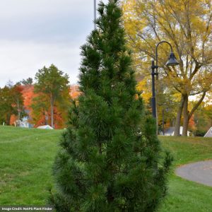 Japanese Pine – Umbrella Wintergreen – #15 Container