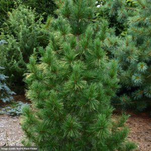 Eastern White Pine – Columnar – 5ft – B&B