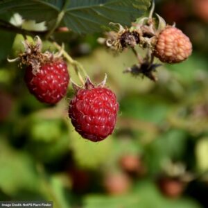 Raspberry – Caroline Red – #2 Container