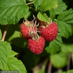 Raspberry (Bushel & Berry) – Raspberry Shortcake – #2 Container