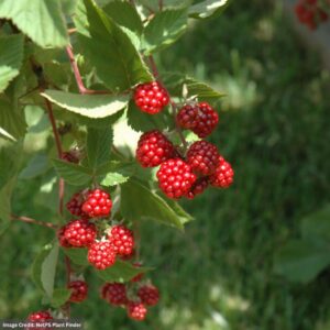 Raspberry – Heritage Red – #2 Container