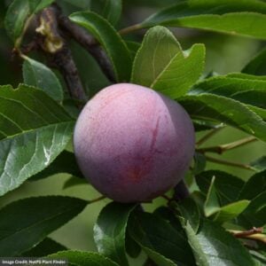 Plum – Semi Dwarf Methley – #7 Container