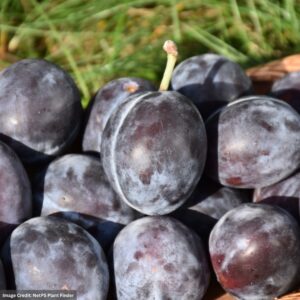 Plum – Italian Prune – #7 Container