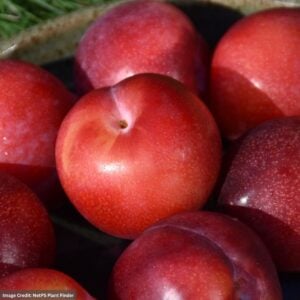 Plum – Dwarf Santa Rosa – #7 Container