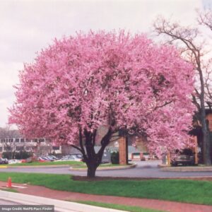 Plum (Flowering) – Thundercloud – #15 Container