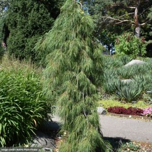 Eastern White Pine – Angel Falls – #6 Container
