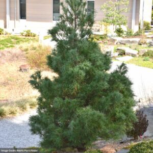 Eastern White Pine – Dwarf Mini Twists – #3 Container