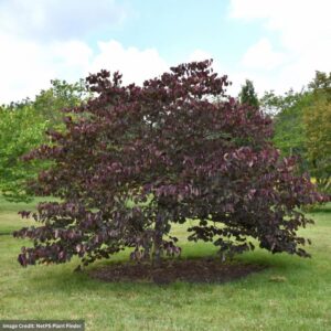 Redbud – Eastern Forest Pansy – 1.5-2″ Caliper – B&B