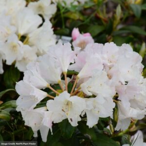 Rhododendron – Yaku Princess – 15-18″ – #3 Container