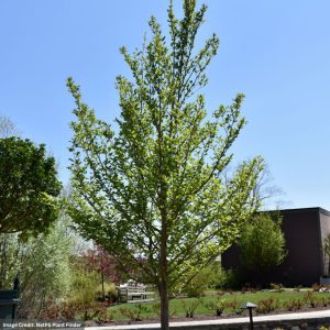 Stewartia – Japanese – #15 Container