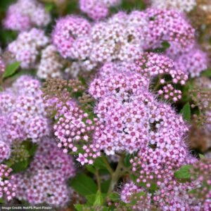 Spirea – Little Princess – #3 Container