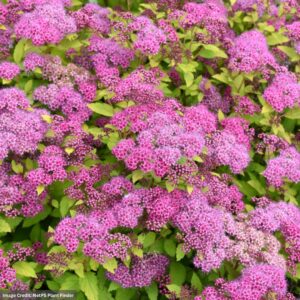 Spirea – Magic Carpet – #3 Container