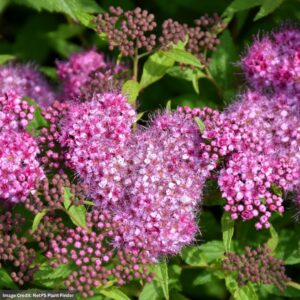 Spirea – Anthony Waterer – #3 Container