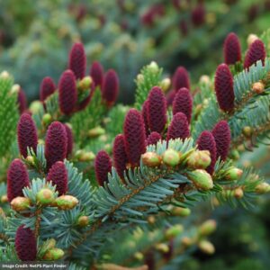 Norway Spruce – Red Cone (Acrocona) – #6 Container