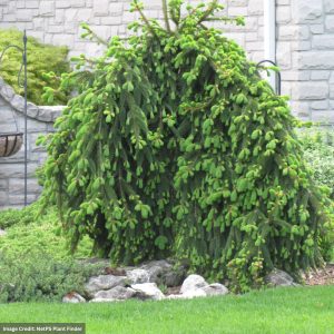 Norway Spruce – Weeping – #10 Container