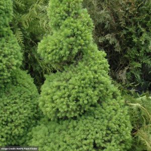 Spruce – Dwarf Alberta Spiral – #5 Container