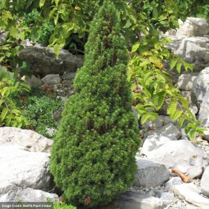 Spruce – Dwarf Jean’s Dilly – #1 Container