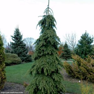 White Spruce – Weeping (Premium) – #10 Container