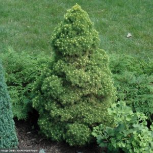 Spruce – Dwarf Rainbows End – #3 Container
