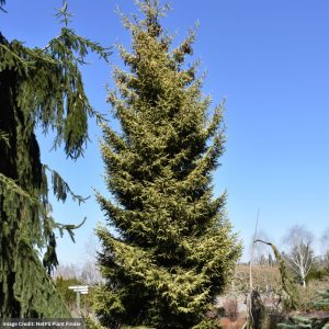 Oriental Spruce – Skylands (Premium) – #10 Container