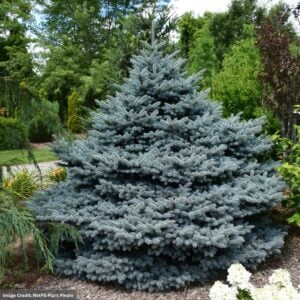 Blue Spruce – Montgomery – #3 Container