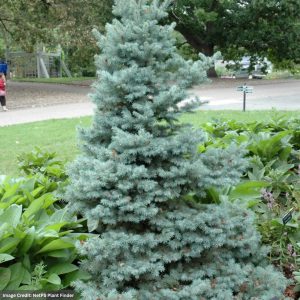 Blue Spruce – Dwarf Sester – #6 Container