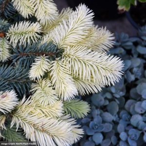 Blue Spruce – Spring Gold ‘Niemetz’ – #6 Container