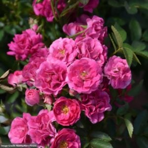 Rose (Shrub) – Oso Easy Peasy – #2 Container