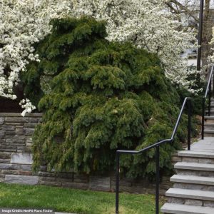 English Yew – Repandens (Spreading) – #5 Container