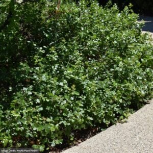 Sumac – Gro-Low Fragrant – #3 Container